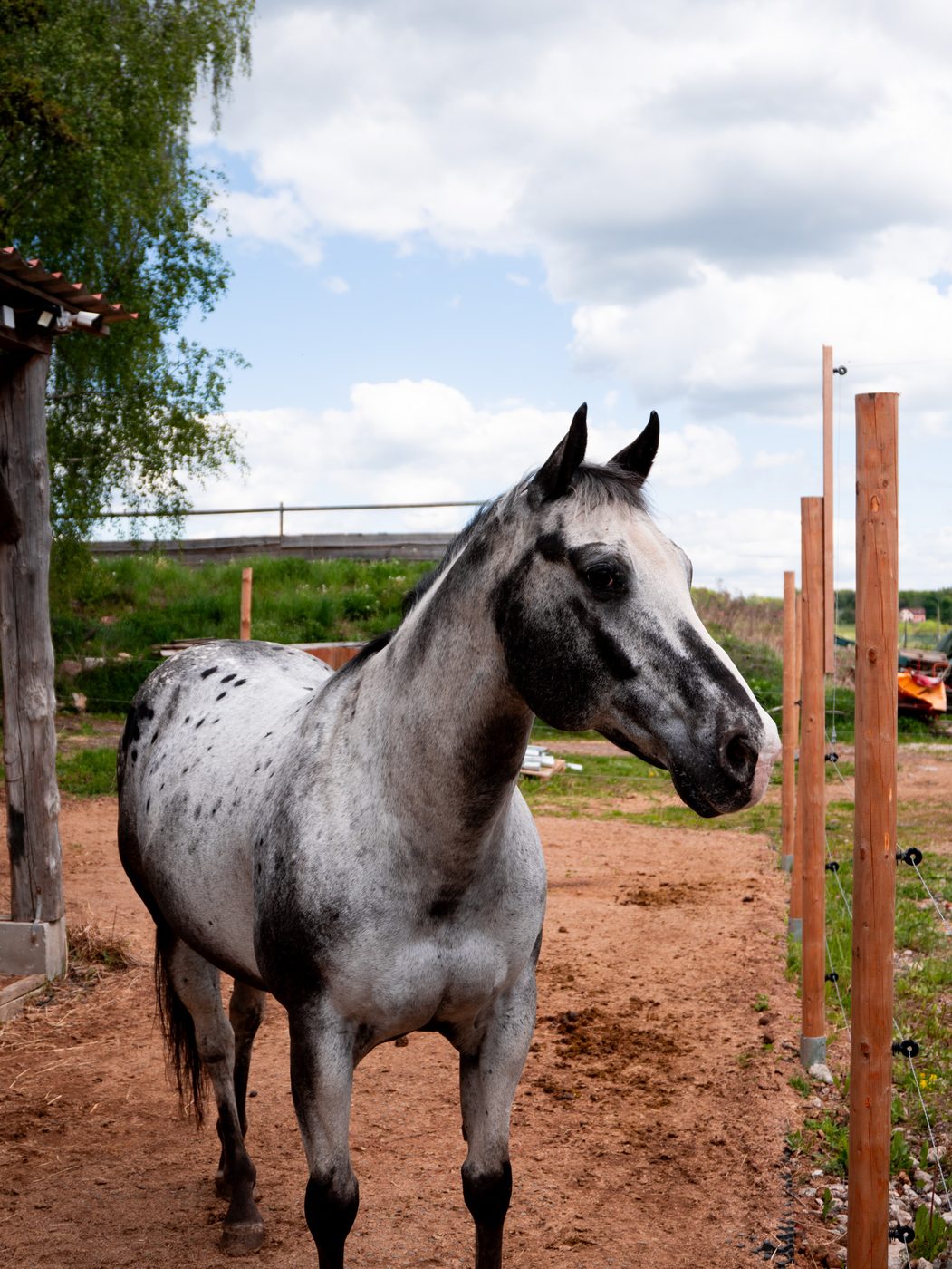 Kůň appaloosa ve výběhu